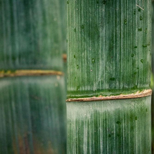 The Magic of Bamboo Extract - Juno Bamboo Water