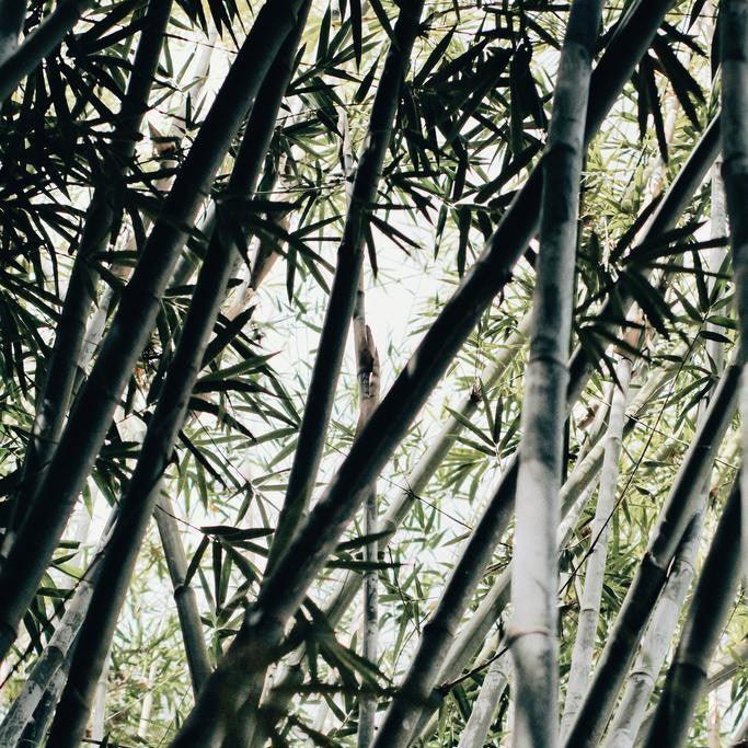 Top 5 Bamboo Uses - Juno Bamboo Water