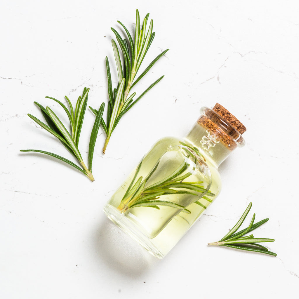 Exploring the Healing Power of Plants
