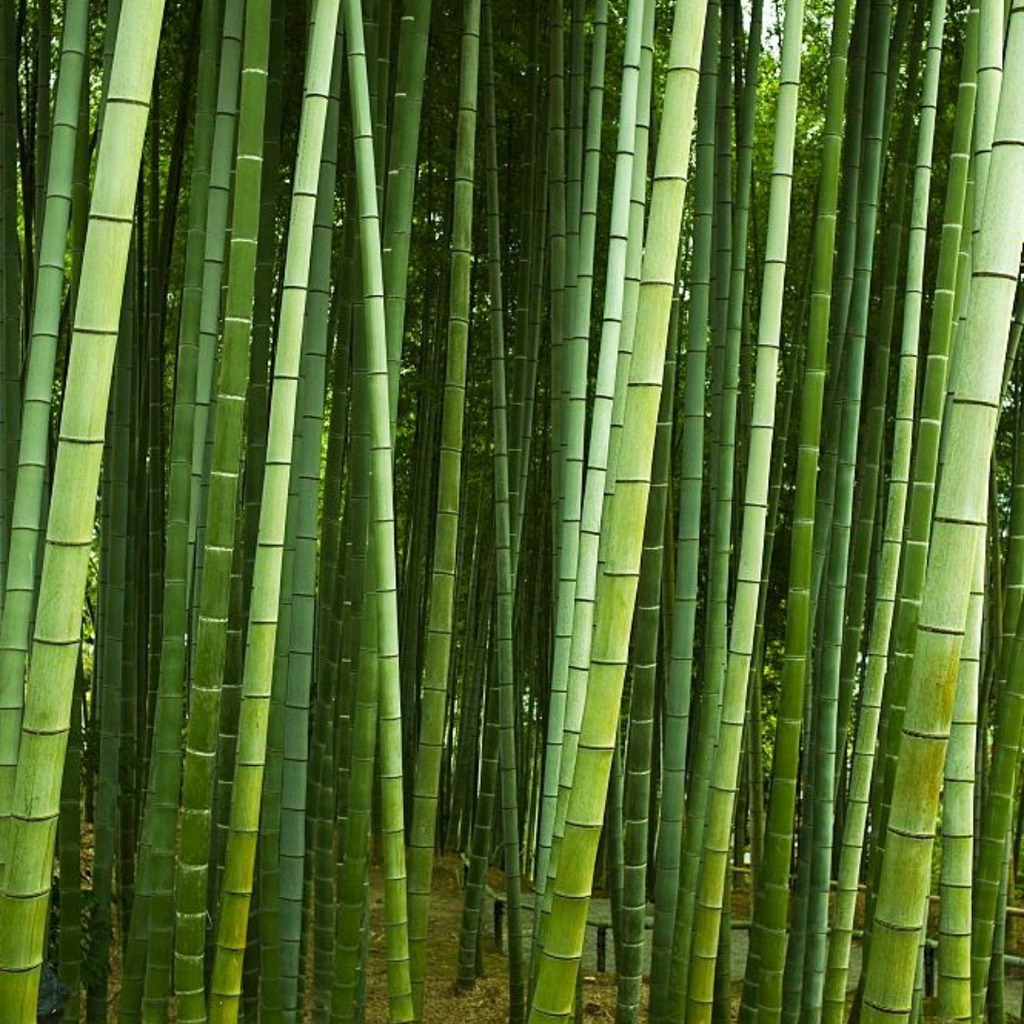 Celebrating Earth Day with Ethical Bamboo